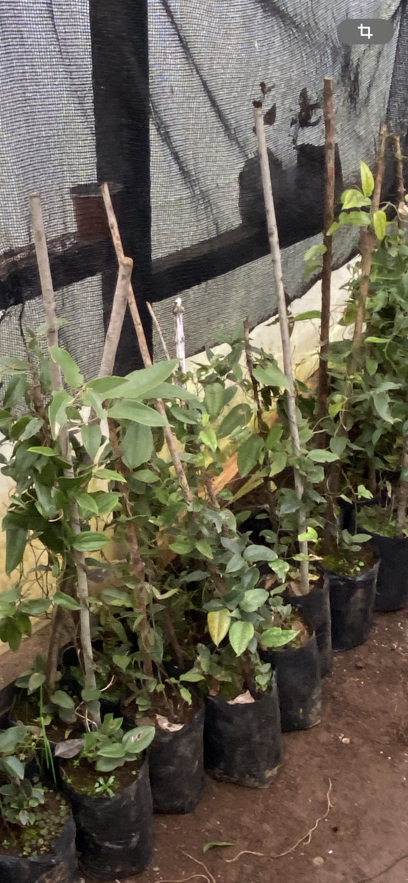 Copihue Rojo de 5 años